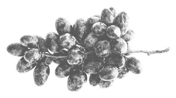Grape